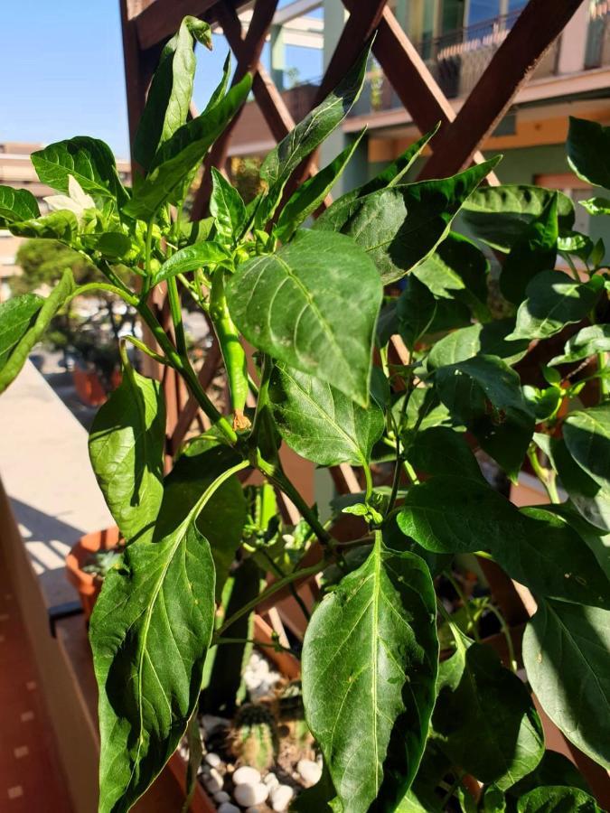 Euforbia House Lejlighed Lido di Ostia Eksteriør billede